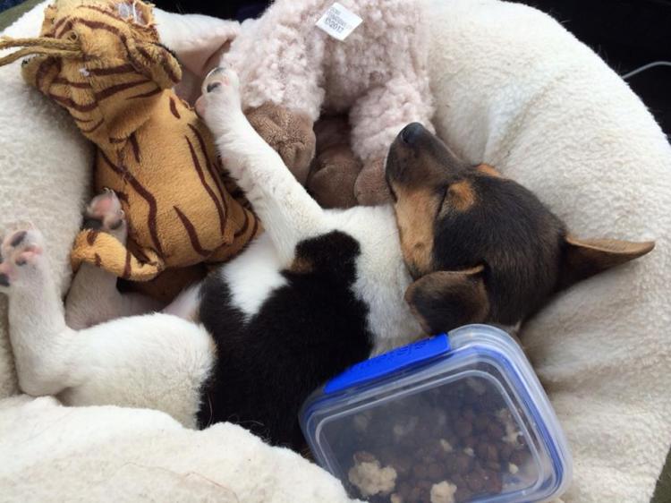 1908382_10152648428616983_2026435727244631318_n