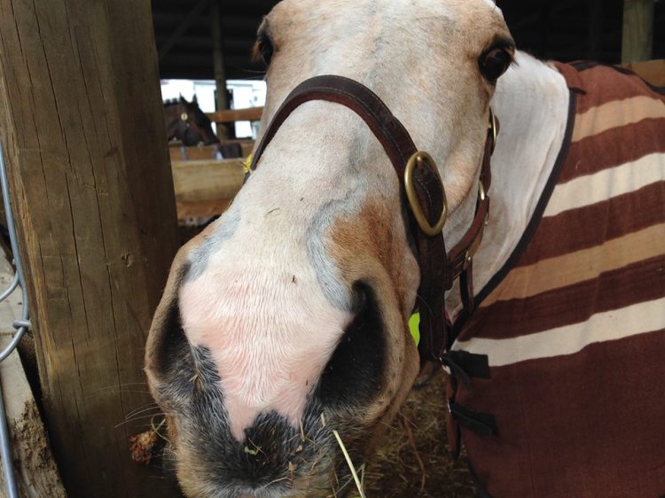 10478728_438140286345675_4464335792838731806_n